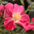 Red - Bed and borders rose - polyantha - Ruby™